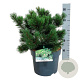 Pinus mugo 'Gnom' 30-40 cm 6,5L