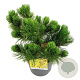 Pinus mugo 'Winter Gold' 30-40 cm 6,5L