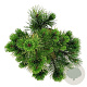 Pinus mugo 'Winter Gold' 30-40 cm 6,5L