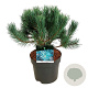 Pinus sylv. 'Watereri' 30-40 cm 6,5L