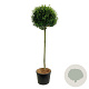 Prunus l. 'Angustifolia' 180 cm stam cont. 130L extra