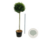 Prunus l. 'Angustifolia' 180 cm stam cont. 130L extra