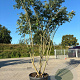 Albizia julibr. Ombrella 300-350 cm cont. 130L meerstammig