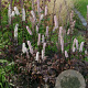 Actaea simplex 'Pink Spike' C1.5 wortelecht