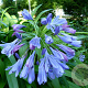Agapanthus africanus GM P9