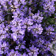 Ajuga tenorii 'Valfredda' GM P9
