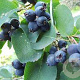Amelanchier alnifolia 'Martin' C1.5 wortelecht
