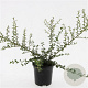 Cotoneaster suec. 'Coral Beauty' GM C1.3