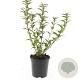 Deutzia gracilis GM C1.3