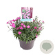 Dianthus caryophyllus 'Mountain Frost Collection Rose Bouquet' GM P9