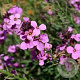 Erysimum 'Super Bowles Mauve' GM P9