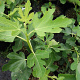 Ficus carica 'Bornholm' C1.5 wortelecht