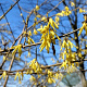 Forsythia suspensa fortunei GM P9