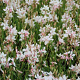 Gaura lindheimeri 'Short Form' GM 2,0L