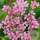 Gaura lindheimeri 'Siskiyou Pink' GM 2,0L