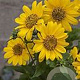 Helianthus 'Flying Saucers' C1.5 wortelecht