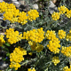 Helichrysum italicum 'Currykraut' GM P9