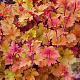 Heuchera 'Marmalade' C1.5 wortelecht