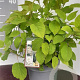 Hydrangea a. 'Annabelle' GM C5
