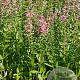Lythrum sal. 'Pink Blush' GM P9