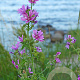 Malva sylvestris GM P9