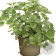 Mentha x piperita 'Orangen Mint' GM P9