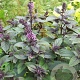 Ocimum basilicum 'Magic Blue' GM P9