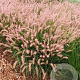 Pennisetum orientale 'Flamingo' GM C1.3