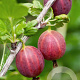 Ribes uva-crispa 'Capivator' C1.5 wortelecht