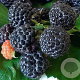 Rubus idaeus 'Black Jewel' C1.5 wortelecht