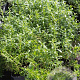 Satureja montana 'Aromakissen' GM P9