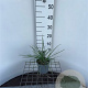 Sesleria nitida GM C1.3