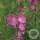 Sidalcea 'Partygirl' GM P9