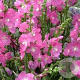 Sidalcea 'Partygirl' GM P9