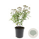 Spiraea jap. 'Anthony Waterer' GM C1.3