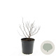 Spiraea jap. 'Firelight' GM C1.3