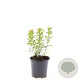 Spiraea jap. 'Firelight' GM C1.3