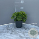 Tiarella cordifolia GM 2,0L