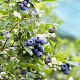 Vaccinium corymbosum 'Patriot' C1.5 wortelecht