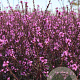 Verbena officinalis 'Bampton' GM P9