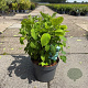 Hydrangea a. 'Annabelle' 40-50 cm 10L