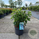 Hydrangea a. 'Pink Percussion' 60-80 cm 10L