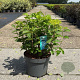 Hydrangea pan. 'Limelight' 40-50 cm 10L
