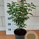 Prunus l. 'Angustifolia' 30-40 cm 5,0L