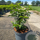 Prunus l. 'Angustifolia' 30-40 cm 5,0L