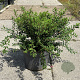 Spiraea nipp. 'Snowmound' 40-50 cm 10L