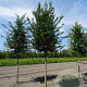 Carpinus betulus 120x155 Mobilane kant en klaar haag