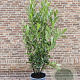 Prunus l. 'Caucasica' 175-200 cm 20L