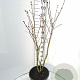 Syringa v. 'And. an Ludwig Späth' 100-125 cm 20L