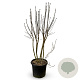 Syringa v. 'Charles Joly' 125-150 cm 35L